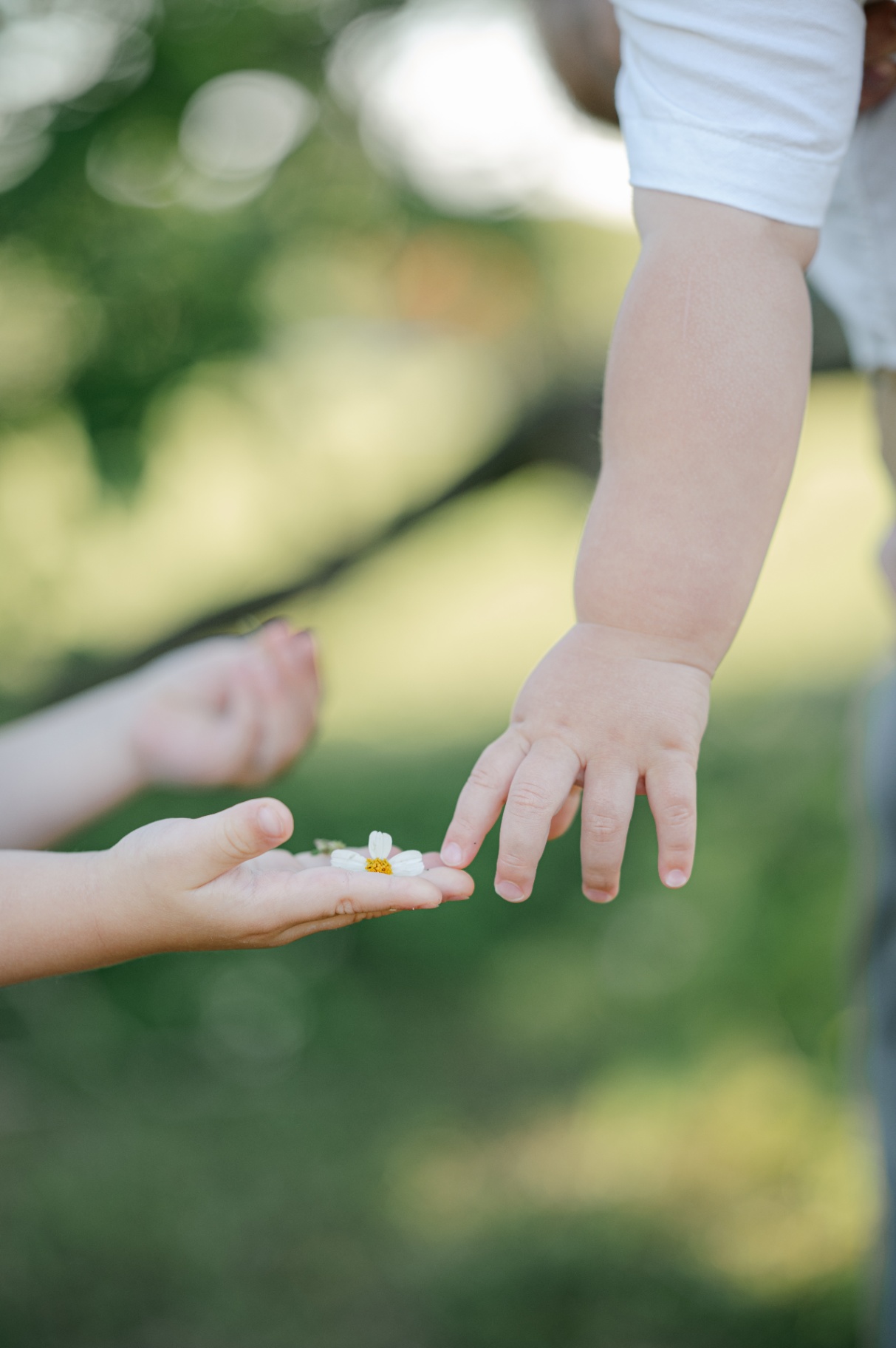 A child's small hand gently offers a tiny white daisy to a toddler's outstretched hand in soft afternoon light